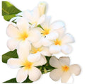 Pack of 100 artificial flowers